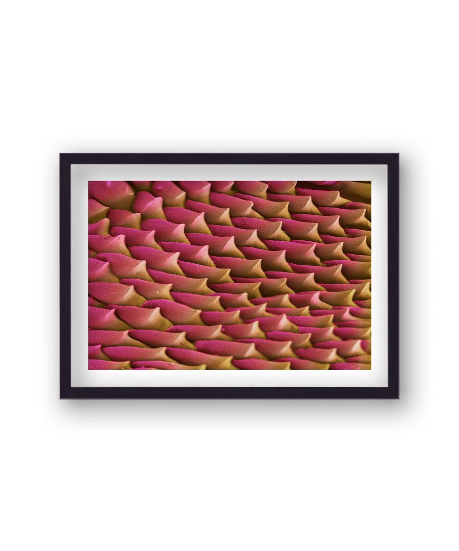 Image for Cellular Beauty Art 11 Pink & Gold - Black Frame